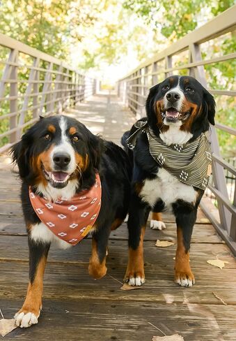 وشاح باندانا لملابس الحيوانات الأليفة من ويلو كريك للكلاب والجراء | الغربية 4 حزمة | نسيج متين مزدوج الطبقات |لطيف وحديث| جميع السلالات | ولد وفتاة | قابل للتعديل صغير وكبير وكبير جدًا (كبير جدًا) in Kuwait