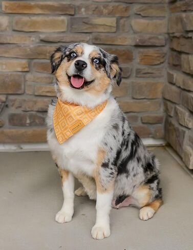 وشاح باندانا لملابس الحيوانات الأليفة من ويلو كريك للكلاب والجراء | الغربية 4 حزمة | نسيج متين مزدوج الطبقات |لطيف وحديث| جميع السلالات | ولد وفتاة | قابل للتعديل صغير وكبير وكبير جدًا (كبير جدًا) in Kuwait