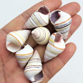PEPPERLONELY 12 PC Candy Stripe Tree Snail Sea Shells, 3/4 Inch ~ 1-1/4 Inch