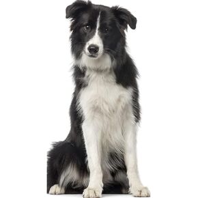 SP12548 Collie Dog Rough Collie Prop Cardboard Cutout Standee Standup