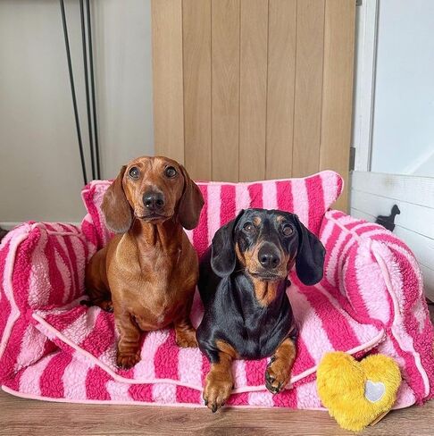 Black and White Striped Pet Bed for Dogs up to 60lbs, Cute Sofa Dog Bed, Size 47.24" x 27.55" x 15.75" (Black/White, XX-Large) in Saudi Arabia