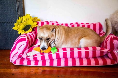 Black and White Striped Pet Bed for Dogs up to 60lbs, Cute Sofa Dog Bed, Size 47.24" x 27.55" x 15.75" (Black/White, XX-Large) in Saudi Arabia