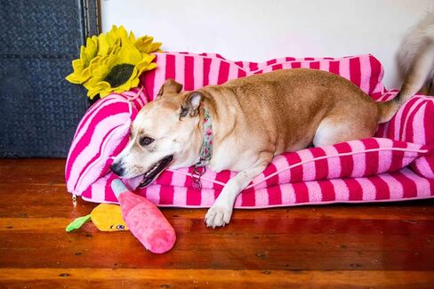 Black and White Striped Pet Bed for Dogs up to 60lbs, Cute Sofa Dog Bed, Size 47.24" x 27.55" x 15.75" (Black/White, XX-Large) in Saudi Arabia