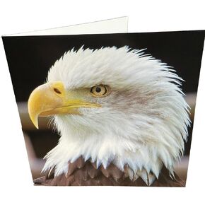 Maturi Bald Eagle Photographic Blank Birthday Greetings Card, 6" x 6" Square
