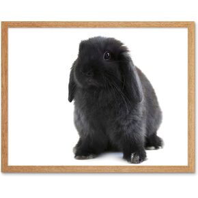 Wee Blue Coo Black Holland Lop Bunny Rabbit Unframed Wall Art Print Poster Home Decor Premium