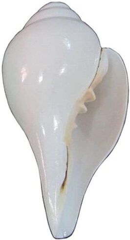 Original Shankh | Puja Sankha | Conch Shell, Pooja Blowing Shankha (5 Inch) in Saudi Arabia