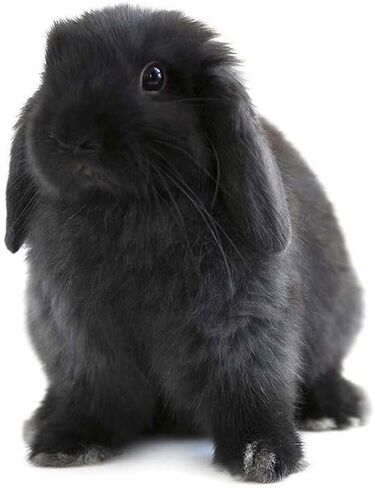 Wee Blue Coo Black Holland Lop Bunny Rabbit Unframed Wall Art Print Poster Home Decor Premium in Kuwait
