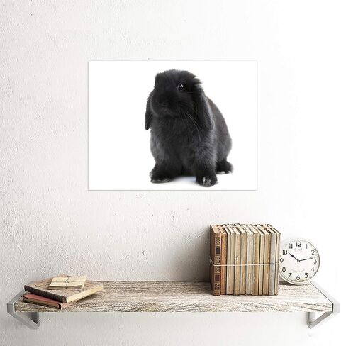Wee Blue Coo Black Holland Lop Bunny Rabbit Unframed Wall Art Print Poster Home Decor Premium in Kuwait