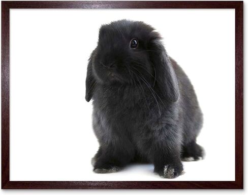 Wee Blue Coo Black Holland Lop Bunny Rabbit Unframed Wall Art Print Poster Home Decor Premium in Kuwait