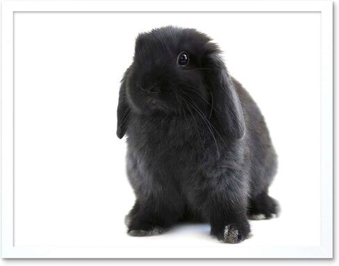 Wee Blue Coo Black Holland Lop Bunny Rabbit Unframed Wall Art Print Poster Home Decor Premium in Kuwait