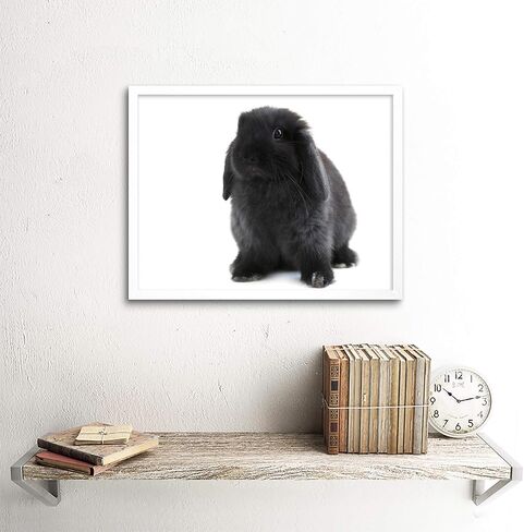 Wee Blue Coo Black Holland Lop Bunny Rabbit Unframed Wall Art Print Poster Home Decor Premium in Kuwait