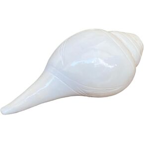 NAISHA Shankh for Pooja, Conch Shell, Energized Abhimantrit Dakshinavarti Valampuri Sangu Vamavarti Dattatreya - Ritual Puja Shankhnaad Laxmi Shankh for Temple (3.5 Inch)