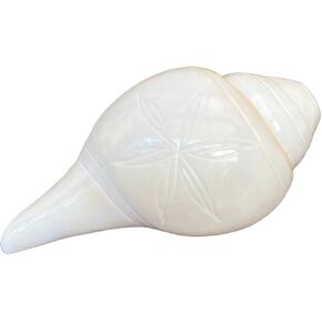 نايشا شانخ لبوجا، صدفة محارة، أبهيمانتريت داكشينفارتي فالامبوري سانجو فامافارتي داتاتريا - طقوس بوجا شانخنااد لاكشمي شانخ للمعبد (3.5 بوصة) in Kuwait