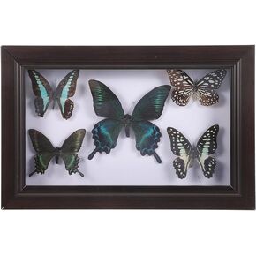 HOMSFOU Office Decor Butterfly Specimen Photo Prop Specimen Frame Butterfly Specimen DIY Wall Art Handmade Specimen Butterfly Specimen with Picture Frame Wooden A7 Display Box Desktop