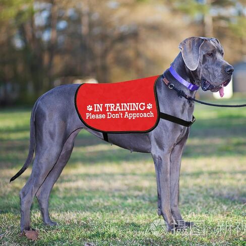 JXGZSO Nervous Do Not Approach Dog Jacket Vest Nervous Rescue Space Dog Vest Dog Walking Slogan Warning Vest (Training Approach L) in Saudi Arabia