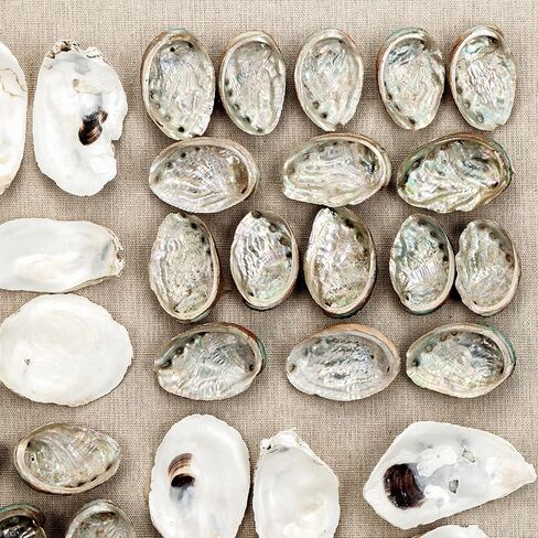A and B Home 23.6 بوصة ارتفاع مربع الشكل باللونين الأبيض والبيج PS/Shell Ocasta Shell Shadow Boxes (مجموعة من 2)، ديكور حائط فني للمنزل والمكتب in Saudi Arabia