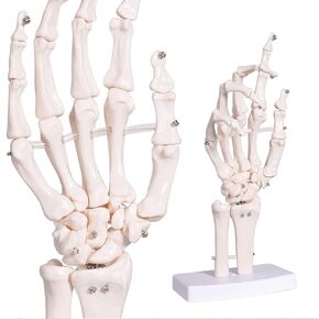 Hand Skeleton Model - Medical Human Finger Bone Anatomy Bendable Right Hand Skeleton with Articulated Joints Wrist Ulna and Radius