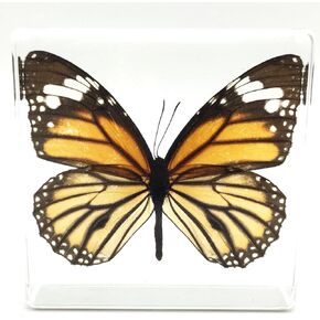 Tiger Butterfly Paperweight Paperweights Specimen Specimens Collection Display