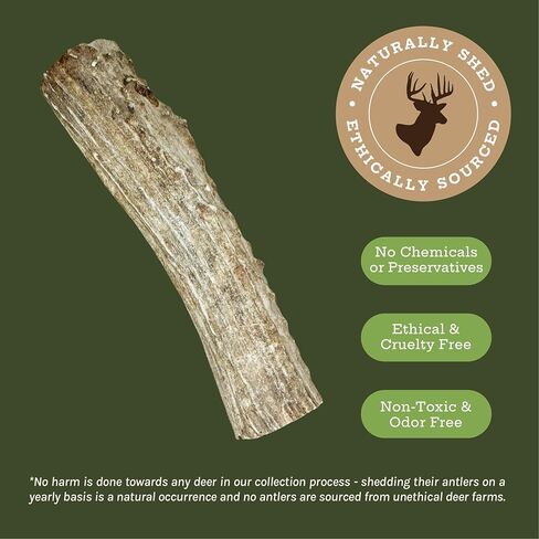 مضغ ممتاز للكلاب من جود تروبل بيتس - قرون غزال من أمريكا الشمالية لصحة الأسنان وتخفيف القلق - ألعاب مضغ خالية من الروائح وغير سامة للكلاب، 1 قرن الوعل كامل، كبير in Kuwait