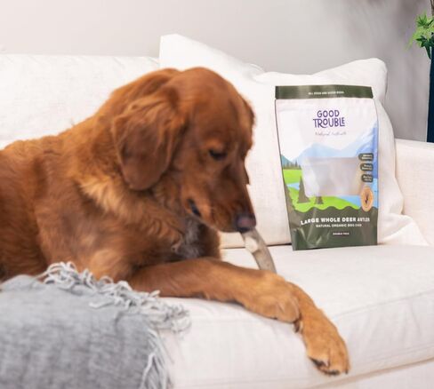 مضغ ممتاز للكلاب من جود تروبل بيتس - قرون غزال من أمريكا الشمالية لصحة الأسنان وتخفيف القلق - ألعاب مضغ خالية من الروائح وغير سامة للكلاب، 1 قرن الوعل كامل، كبير in Kuwait