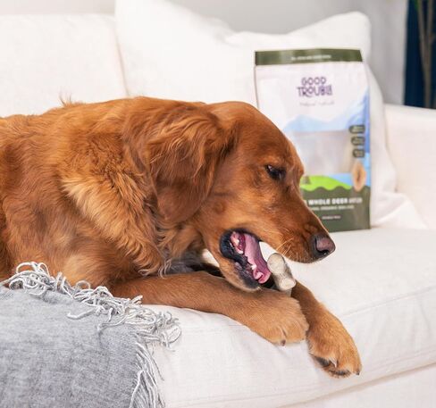 مضغ ممتاز للكلاب من جود تروبل بيتس - قرون غزال من أمريكا الشمالية لصحة الأسنان وتخفيف القلق - ألعاب مضغ خالية من الروائح وغير سامة للكلاب، 1 قرن الوعل كامل، كبير in Kuwait