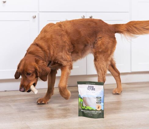 مضغ ممتاز للكلاب من جود تروبل بيتس - قرون غزال من أمريكا الشمالية لصحة الأسنان وتخفيف القلق - ألعاب مضغ خالية من الروائح وغير سامة للكلاب، 1 قرن الوعل كامل، كبير in Kuwait