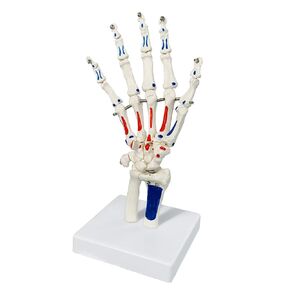 Life Size Skeletal Hand Model with Wrist, Ulnaand Radius, Articulated Hands Skeleton Secured with Wire, Hand Joint Model Palm Bone Anatomical Muscle Start and End Point Tag Recognition