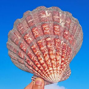 2PCS Large Lions Paw Scallop Seashells 4.5"-5.5" Baking Shells for Crafts DIY Painting Beaching Wedding Decoration, Beach Natural Scallop Shells Bulk