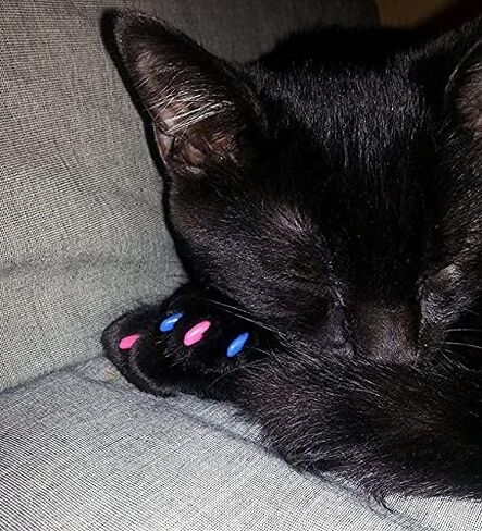 Purrdy Paws 6 Month Supply Soft Nail Caps for Cats Blue Glow in The Dark Large - Extra Adhesives in Saudi Arabia