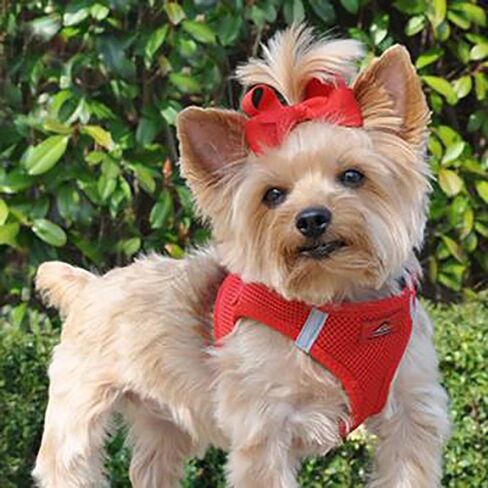 سرج American River Ultra الخالي من الاختناق من DOGGIE DESIGN (أحمر، متوسط ​​(الصدر 16 بوصة - 19 بوصة الوزن 11-16 رطل)) in Kuwait