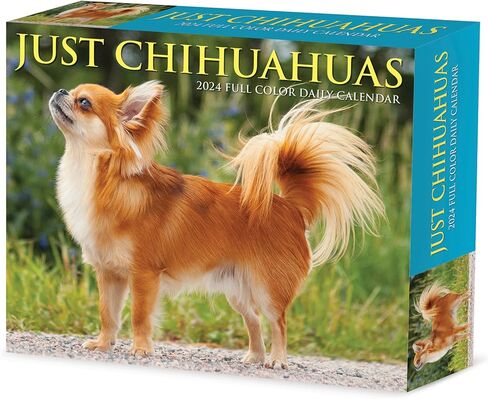 Willow Creek Press Chihuahuas Daily 2024 صندوق/تقويم مكتبي (5.86 بوصة × 4.72 بوصة) in Saudi Arabia