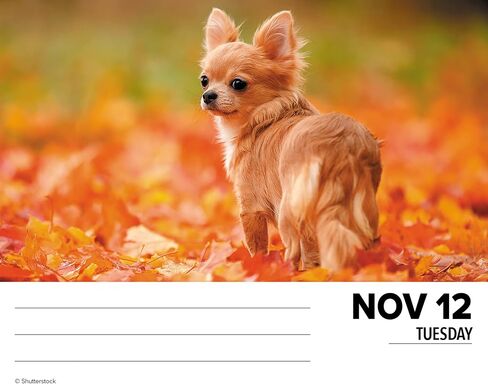 Willow Creek Press Chihuahuas Daily 2024 صندوق/تقويم مكتبي (5.86 بوصة × 4.72 بوصة) in Saudi Arabia