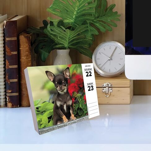 Willow Creek Press Chihuahuas Daily 2024 صندوق/تقويم مكتبي (5.86 بوصة × 4.72 بوصة) in Saudi Arabia