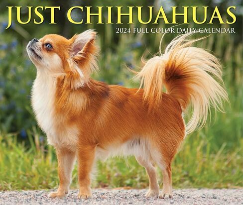 Willow Creek Press Chihuahuas Daily 2024 صندوق/تقويم مكتبي (5.86 بوصة × 4.72 بوصة) in Saudi Arabia