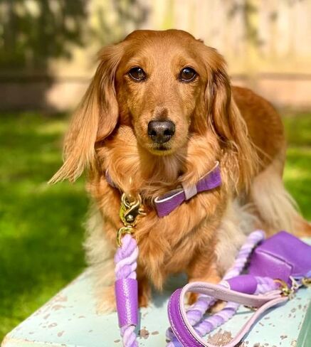 5ft Braided Cotton Rope Dog Leash with Soft Padded Genuine Leather Handle for Small Medium and Large Dogs - Handmade Comfort & Cute Leash for Girl and Boy Puppies - Blue in Saudi Arabia