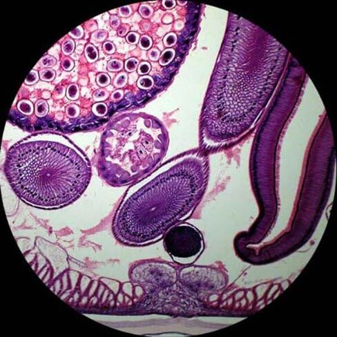 AmScope PS50A Prepared Microscope Slide Set for Basic Biological Science Education, 50 Biology and Pathology Slides, Includes Fitted Wooden Case in Kuwait