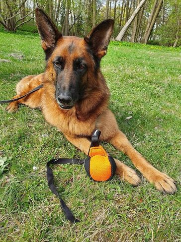 Dingo Gear training french linen toy ball with long handle, dog toy for fetch, reward, dog training, color blue-black S02815 in Saudi Arabia