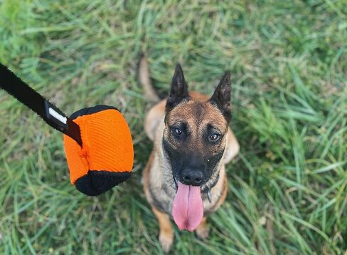 Dingo Gear training french linen toy ball with long handle, dog toy for fetch, reward, dog training, color blue-black S02815 in Saudi Arabia