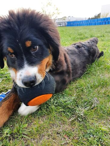 Dingo Gear training french linen toy ball with long handle, dog toy for fetch, reward, dog training, color blue-black S02815 in Saudi Arabia