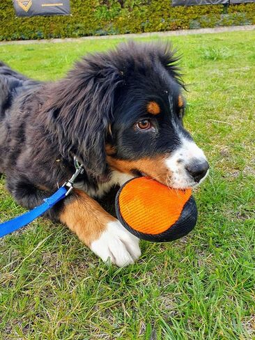 Dingo Gear training french linen toy ball with long handle, dog toy for fetch, reward, dog training, color blue-black S02815 in Saudi Arabia