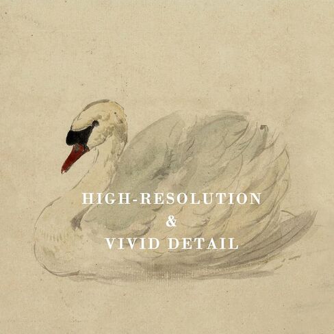 Kizbok خمر جدار الفن ديكور الكلاسيكية البجعة قماش يطبع مزرعة جدار ديكور ريفي الألوان المائية بجعة خمر الفن صور لغرفة النوم الحمام مكتب ديكور (8 "× 10"-غير مؤطرة) in Kuwait