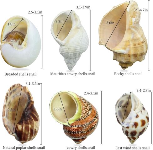 6 قطع من أصداف السلطعون الناسك صغيرة إلى كبيرة، محارة بحرية طبيعية، حجم الفتح 1.2-2.8 بوصة، حجم الفتح، صدف توربو للديكور والشاطئ in Kuwait
