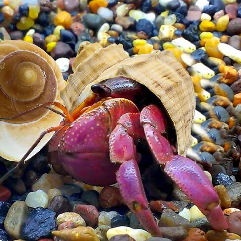 6 قطع من أصداف السلطعون الناسك صغيرة إلى كبيرة، محارة بحرية طبيعية، حجم الفتح 1.2-2.8 بوصة، حجم الفتح، صدف توربو للديكور والشاطئ in Kuwait