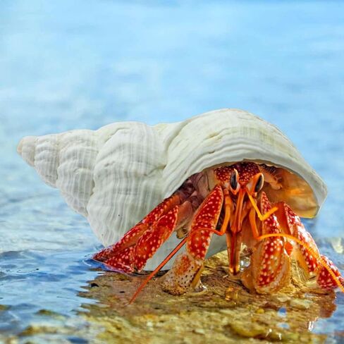 6 قطع من أصداف السلطعون الناسك صغيرة إلى كبيرة، محارة بحرية طبيعية، حجم الفتح 1.2-2.8 بوصة، حجم الفتح، صدف توربو للديكور والشاطئ in Kuwait