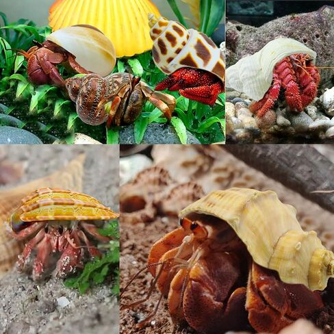 6 قطع من أصداف السلطعون الناسك صغيرة إلى كبيرة، محارة بحرية طبيعية، حجم الفتح 1.2-2.8 بوصة، حجم الفتح، صدف توربو للديكور والشاطئ in Kuwait