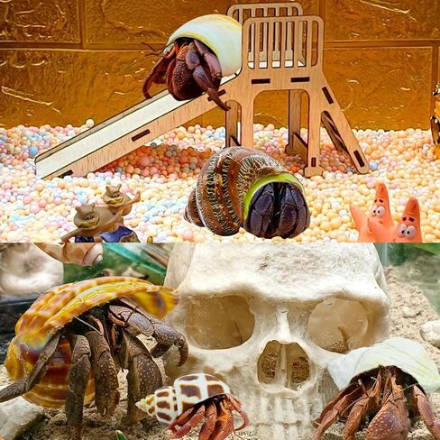 6 قطع من أصداف السلطعون الناسك صغيرة إلى كبيرة، محارة بحرية طبيعية، حجم الفتح 1.2-2.8 بوصة، حجم الفتح، صدف توربو للديكور والشاطئ in Kuwait