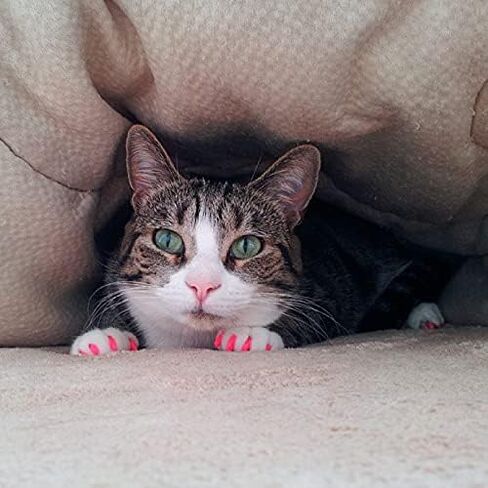 Purrdy Paws 6 Month Supply Soft Nail Caps for Cats Silver Holographic Glitter Large - Extra Adhesives in Saudi Arabia