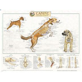 Canine Anatomy, Complete Set of 3 Charts. Buy the Set and SAVE! in Saudi Arabia