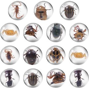 15 قطعة من الحشرات في عينة الراتنج، عينة من الحشرات في كرة صغيرة شفافة من الراتنج لحشرات الأطفال محفوظة في الراتنج للهدايا المدرسية للتعليم العلمي، أنماط عشوائية in Kuwait