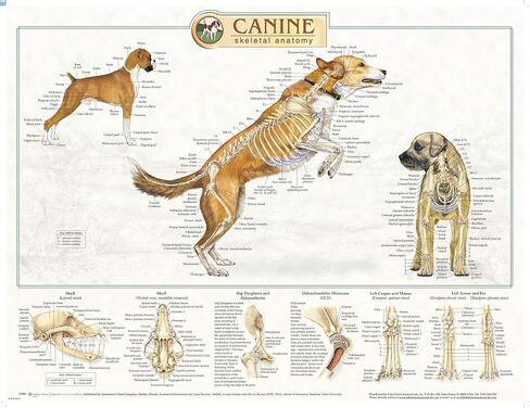 Canine Anatomy, Complete Set of 3 Charts. Buy the Set and SAVE! in Saudi Arabia